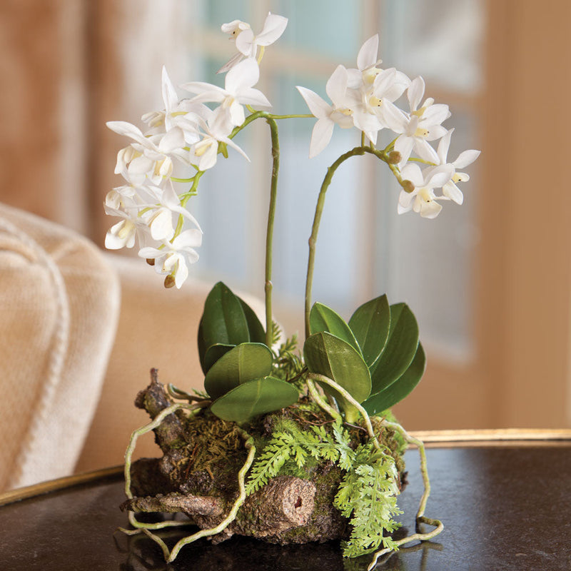 NAPA Home & Garden, MINI DENDROBIUM WITH RUSTIC DROP-IN