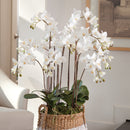 "NAPA Home & Garden, PHALAENOPSIS ORCHID DROP-IN COLLECTION"