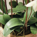"NAPA Home & Garden, PHALAENOPSIS ORCHID DROP-IN COLLECTION"