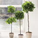NAPA Home & Garden, FICUS DOUBLE TOPIARY IN POT 31",DI1233