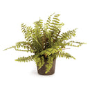 NAPA Home & Garden, Boston Fern Drop-In Collection
