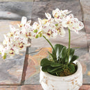 "NAPA Home & Garden, PHALAENOPSIS ORCHID DROP-IN COLLECTION"