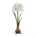 Napa Home Garden, CC 27" AMARYLLIS BULB WHITE,di2000