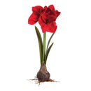 Napa Home Garden, CC 27" AMARYLLIS BULB RED,di2001