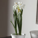 NAPA Home & Garden, DOUBLE PAPERWHITE DROP-IN 15.5",DI2007