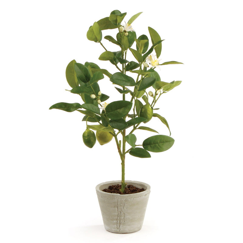 NAPA Home & Garden, LEMON TOPIARY POTTED 20",DI2021