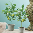 NAPA Home & Garden Lemon Topiary Potted Plant