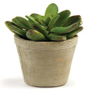 Napa Home Garden, CC 4.5" CABBAGE SUCCULENT POTTED,di2032