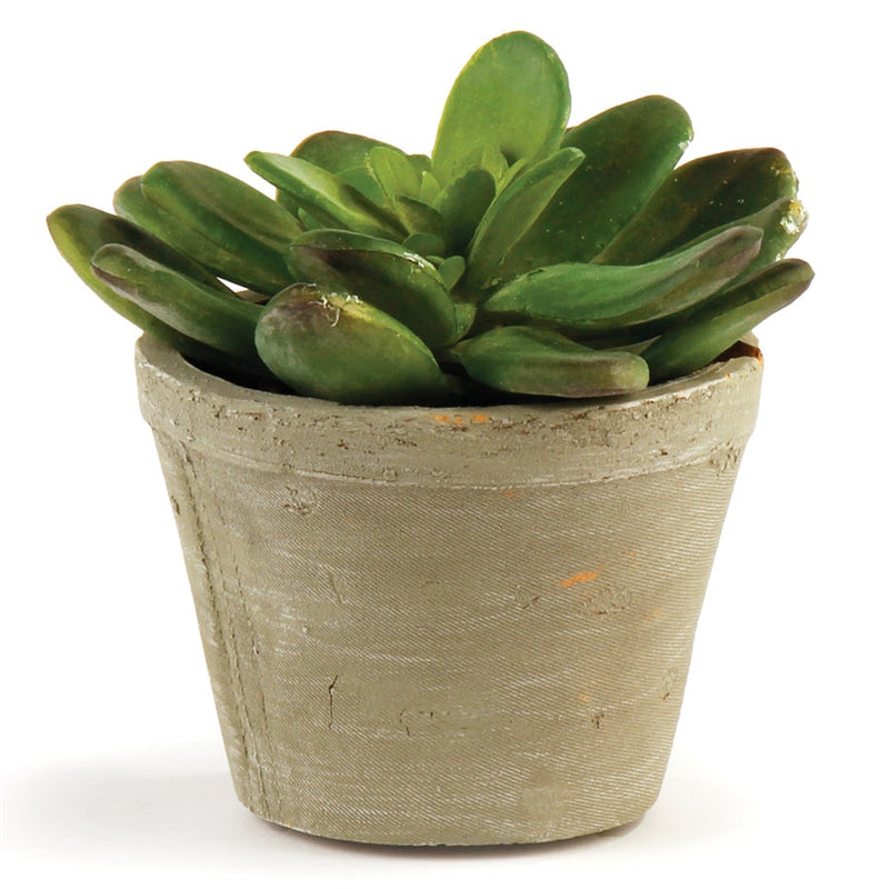 Napa Home Garden, CC 4.5" CABBAGE SUCCULENT POTTED,di2032