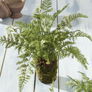 NAPA Home & Garden, SOFT FERN DROP-IN Collection