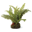 NAPA Home & Garden, Boston Fern Drop-In Collection