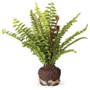 NAPA Home & Garden, Boston Fern Drop-In Collection