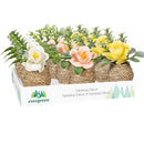 Petal & Plow Faux Floral Table Decor Artificial Rose in Pot, 4.25"H, Asst of 3, CDU