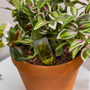 Plant Food Display