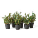 Napa Home Garden, ROSEMARY 6.5" DROP-IN S/6,gp207