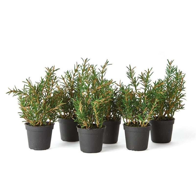 Napa Home Garden, ROSEMARY 6.5" DROP-IN S/6,gp207