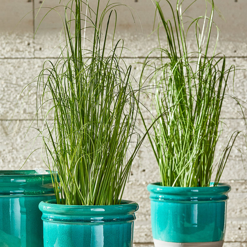 NAPA Home & Garden, ONION GRASS DROP-IN 25",GP208