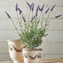 NAPA Home & Garden, FRENCH LAVENDER DROP-IN 18",GP215
