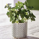 NAPA Home & Garden, CLOVER POTTED 6.5",GP233