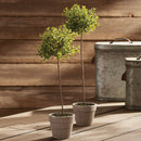 NAPA Home & Garden, THYME TOPIARY Collection