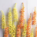 NAPA Home & Garden, EREMURUS STEM 46",GP279RG