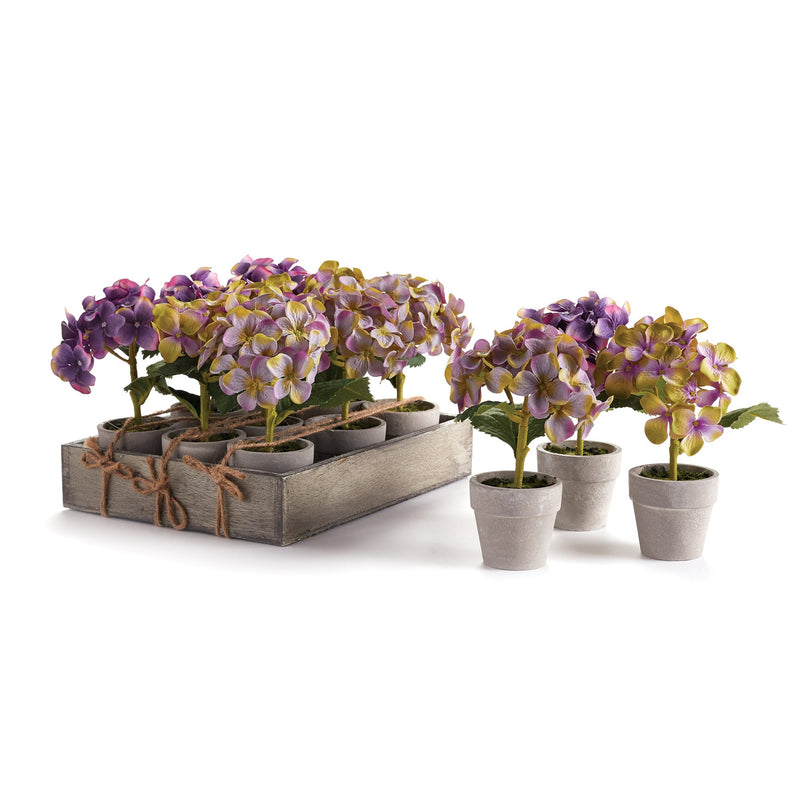 NAPA Home & Garden, MINI HYDRANGEA POTTED, SET OF 12
