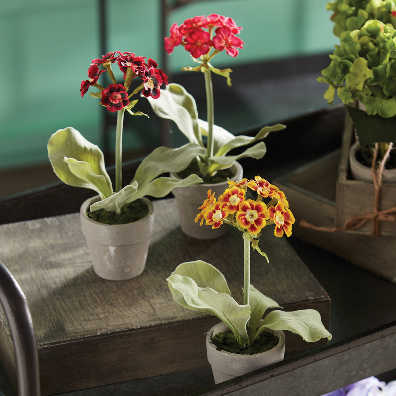 NAPA Home & Garden, MINI CLEMATIS POTTED 7", SET OF 12,GP419