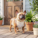 Pet Central Garden Statuary, Metal French Bulldog, 12.4"H