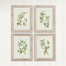 NAPA Home & Garden, FRAMED OLIVE LEAF BOTANICAL PRINTS, SET OF 4,HC116