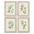 NAPA Home & Garden, FRAMED OLIVE LEAF BOTANICAL PRINTS, SET OF 4,HC116