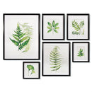 Napa Home Garden, LEAF STUDY WATERCOLOR GALLERY ,SET OF 6,hc160