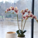 "NAPA Home & Garden, PHALAENOPSIS ORCHID DROP-IN COLLECTION"