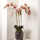 "NAPA Home & Garden, PHALAENOPSIS ORCHID DROP-IN COLLECTION"