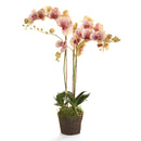 "NAPA Home & Garden, PHALAENOPSIS ORCHID DROP-IN COLLECTION"