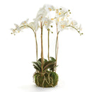 "NAPA Home & Garden, PHALAENOPSIS ORCHID DROP-IN COLLECTION"