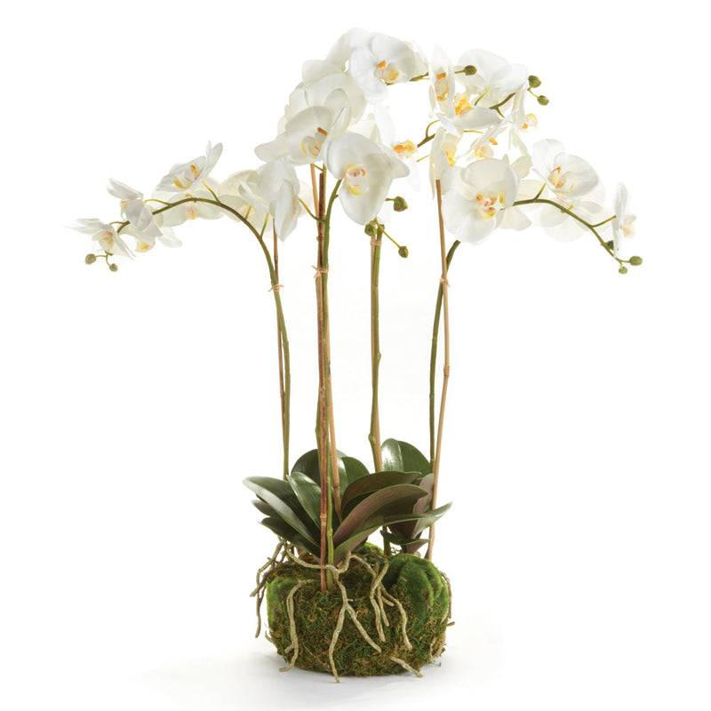 "NAPA Home & Garden, PHALAENOPSIS ORCHID DROP-IN COLLECTION"