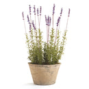 NAPA Home & Garden, FRENCH LAVENDER POTTED PLANT