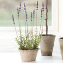 NAPA Home & Garden, FRENCH LAVENDER POTTED PLANT