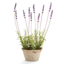 NAPA Home & Garden, FRENCH LAVENDER POTTED PLANT