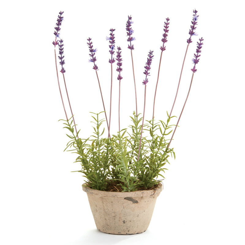 NAPA Home & Garden, FRENCH LAVENDER POTTED PLANT