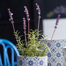 French Lavender 12.5" Potted