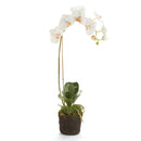 "NAPA Home & Garden, PHALAENOPSIS ORCHID DROP-IN COLLECTION"