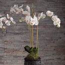 "NAPA Home & Garden, PHALAENOPSIS ORCHID DROP-IN COLLECTION"