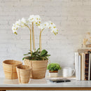 "NAPA Home & Garden, PHALAENOPSIS ORCHID DROP-IN COLLECTION"