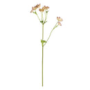 Napa Home Garden, ASTRANTIA 22" STEM PINK,k169p
