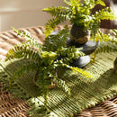 NAPA Home & Garden, Boston Fern Drop-In Collection