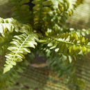 NAPA Home & Garden, Boston Fern Drop-In Collection