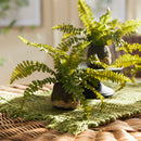 NAPA Home & Garden, Boston Fern Drop-In Collection