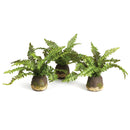 NAPA Home & Garden, Boston Fern Drop-In Collection