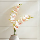 "NAPA Home & Garden, PHALAENOPSIS ORCHID DROP-IN COLLECTION"